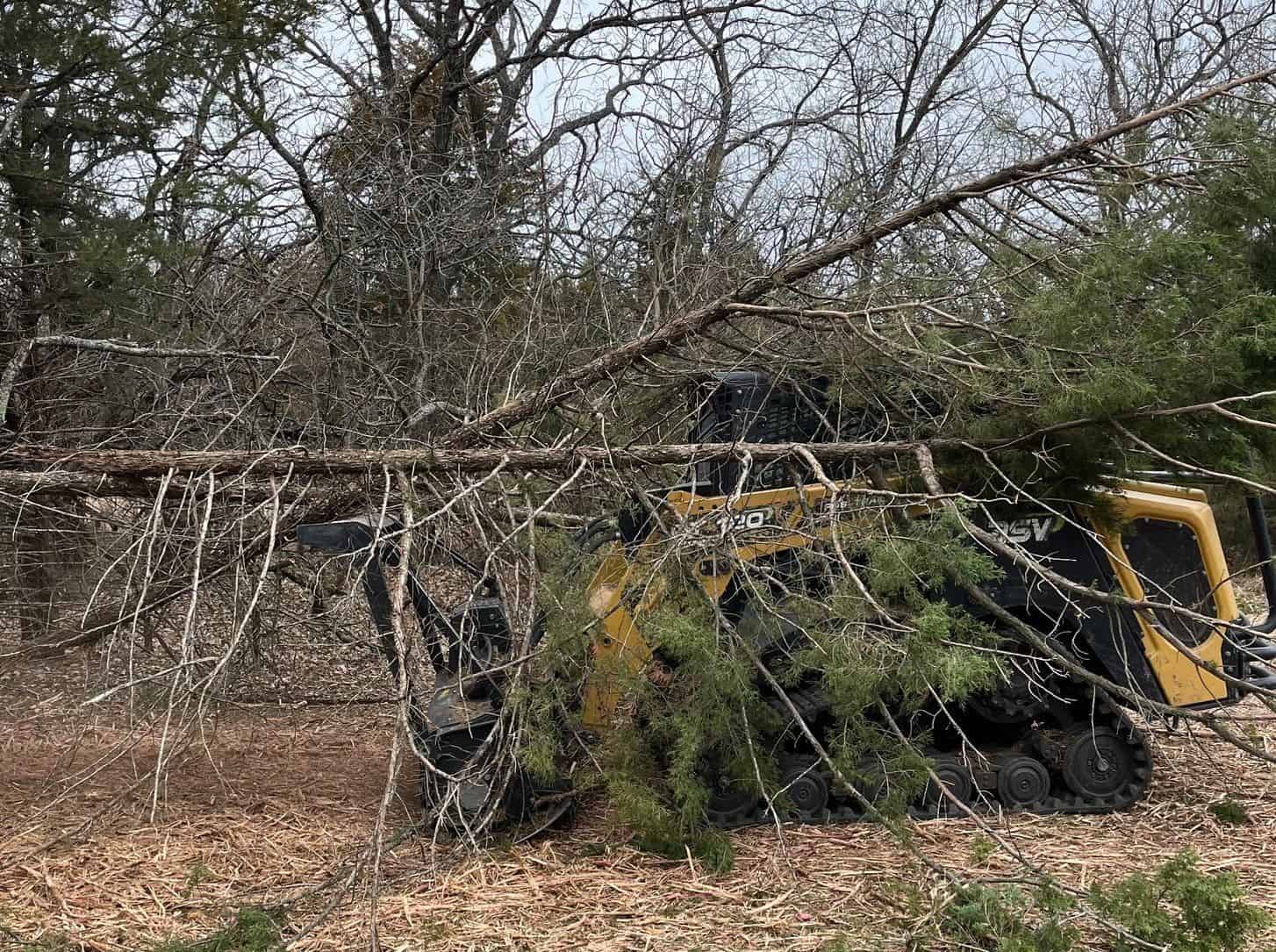 Cedar Tree Removal image