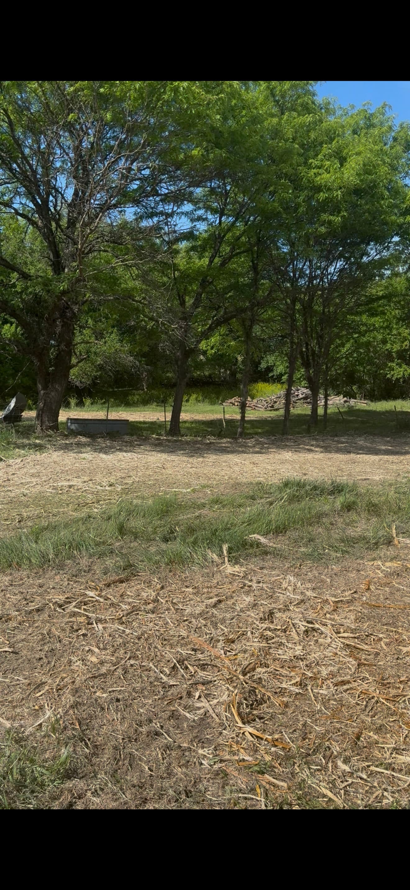Locust Tree Removal and Pasture Clearing Done Right