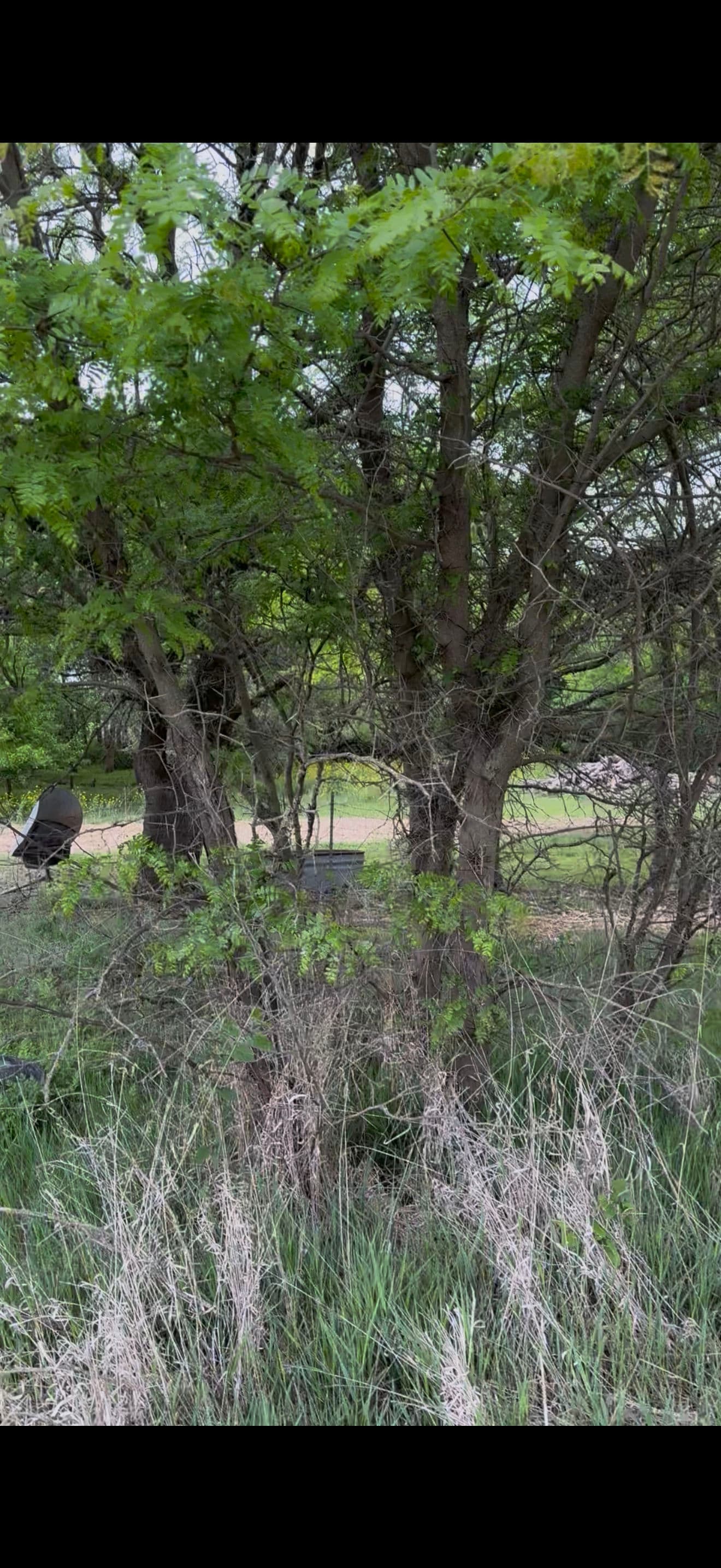 Project Locust Tree Removal and Pasture Clearing Done Right image