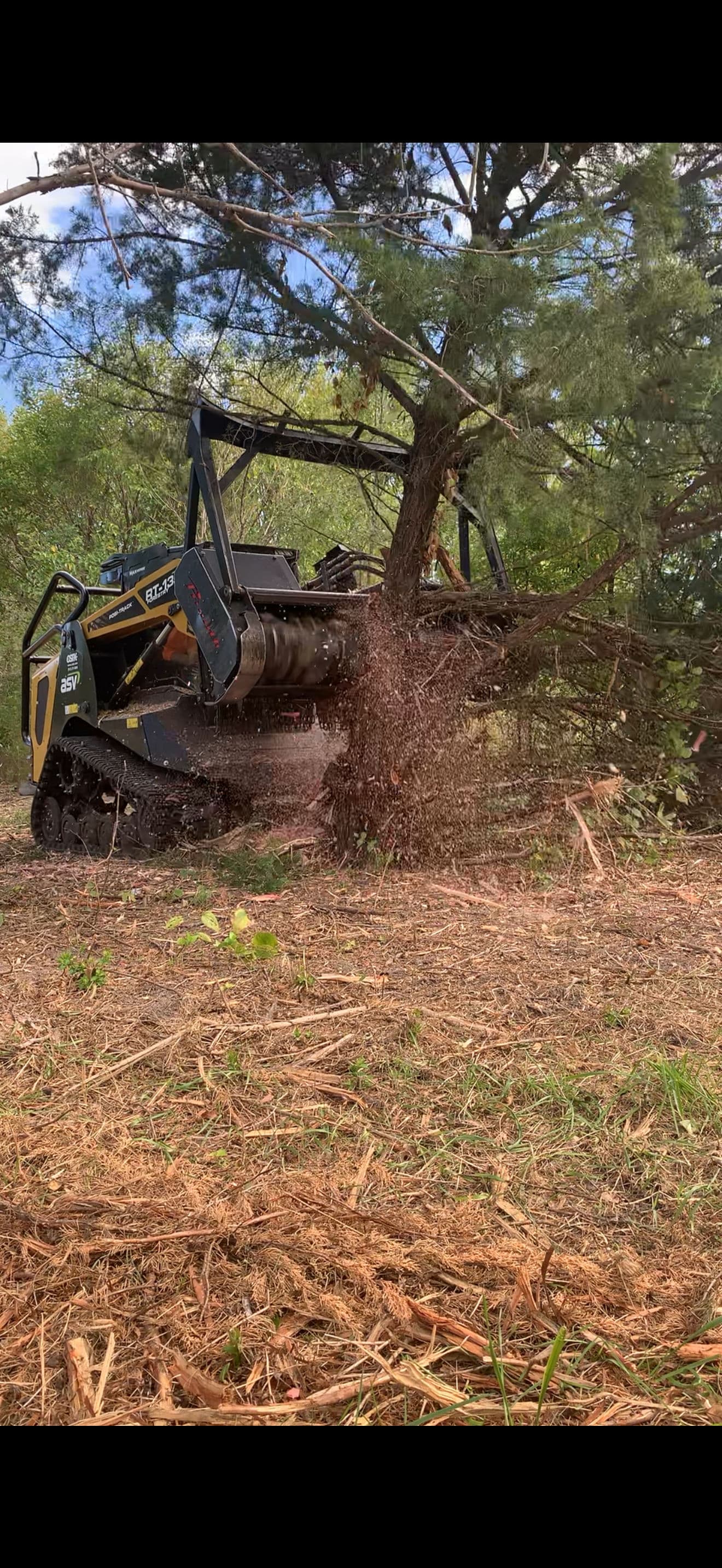 Cedars Taking Over Your Property? Forestry Mulching Cleans It Up Fast image