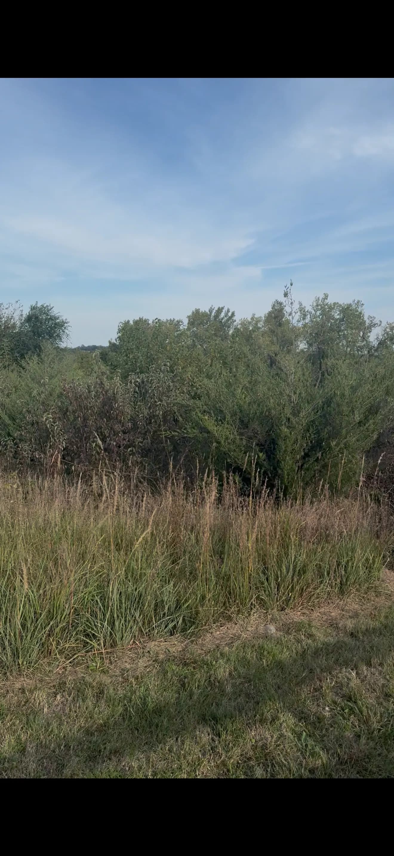 Thick Brush and Unwanted Trees Cleared With Forestry Mulching image